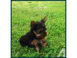 Yorkshire Terrier Puppy for sale in WILLARD, MO, USA