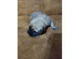 Mastiff Puppy for sale in Robertsdale, AL, USA
