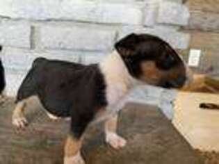 Bull Terrier Puppy for sale in Germantown, KY, USA