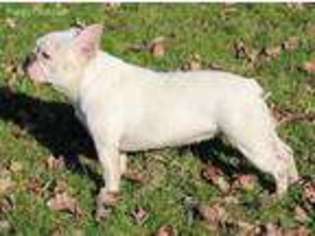 French Bulldog Puppy for sale in Bethany, WV, USA