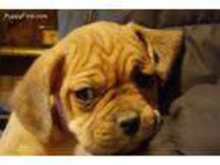 Puggle Puppy for sale in Columbia, MO, USA