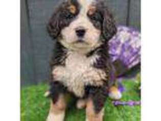 Bernese Mountain Dog Puppy for sale in Grants Pass, OR, USA