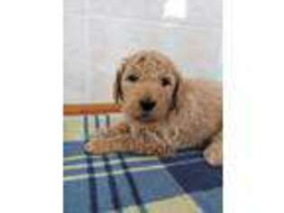 Goldendoodle Puppy for sale in Russell, IA, USA