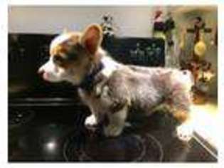 Pembroke Welsh Corgi Puppy for sale in BETHLEHEM, CT, USA