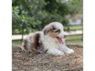 Australian Shepherd Puppy for sale in Miami, FL, USA