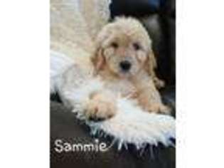 Goldendoodle Puppy for sale in Granger, WA, USA