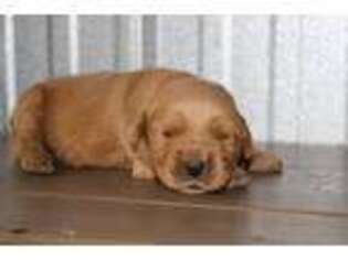 Golden Retriever Puppy for sale in Dundee, OH, USA