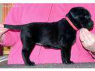 Labrador Retriever Puppy for sale in Wilsons, VA, USA