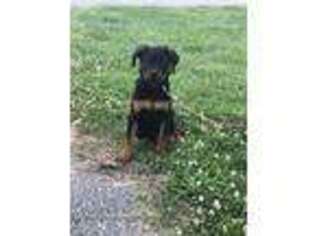 Rottweiler Puppy for sale in Lexington Park, MD, USA