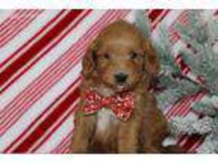 Goldendoodle Puppy for sale in Etna Green, IN, USA