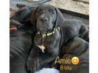 Great Dane Puppy for sale in Portland, ME, USA