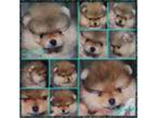 Pomeranian Puppy for sale in COOL, CA, USA