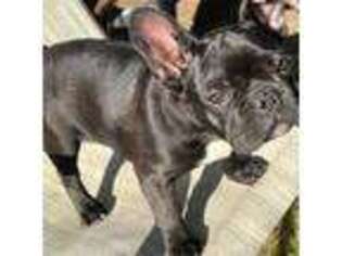 French Bulldog Puppy for sale in Delano, CA, USA