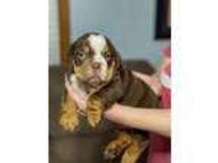 Olde English Bulldogge Puppy for sale in Moundsville, WV, USA