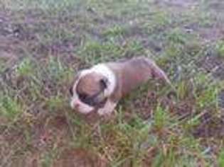 Bulldog Puppy for sale in Crossville, AL, USA