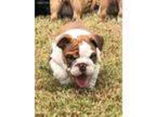 Bulldog Puppy for sale in Gurley, AL, USA