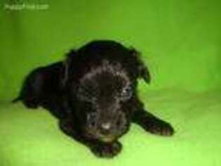 Mutt Puppy for sale in Lucasville, OH, USA