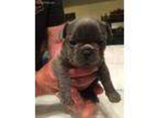 French Bulldog Puppy for sale in Goshen, NH, USA