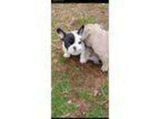 French Bulldog Puppy for sale in Evansville, IN, USA