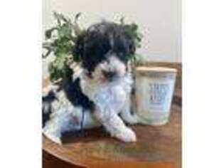Mutt Puppy for sale in Stockett, MT, USA