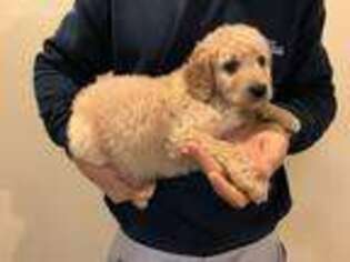 Labradoodle Puppy for sale in Worcester, MA, USA