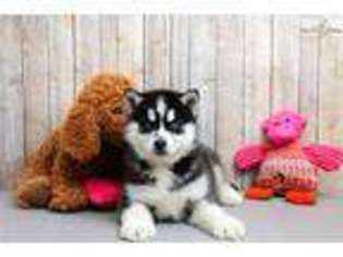 Siberian Husky Puppy for sale in Chillicothe, OH, USA