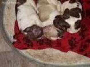 French Bulldog Puppy for sale in Augusta, KY, USA