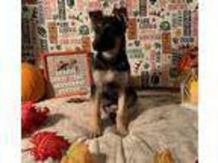 German Shepherd Dog Puppy for sale in Keene, NH, USA