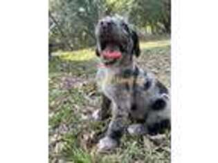 Mutt Puppy for sale in Lady Lake, FL, USA