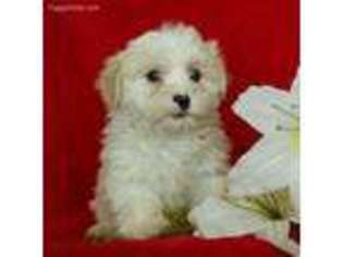 Havanese Puppy for sale in Peach Bottom, PA, USA