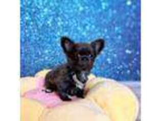 Chihuahua Puppy for sale in Brooklyn, NY, USA