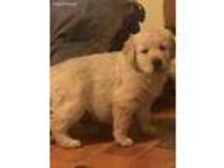 Golden Retriever Puppy for sale in Chagrin Falls, OH, USA
