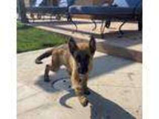 German Shepherd Dog Puppy for sale in Beverly Hills, CA, USA