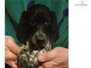 German Shorthaired Pointer Puppy for sale in Lansing, MI, USA