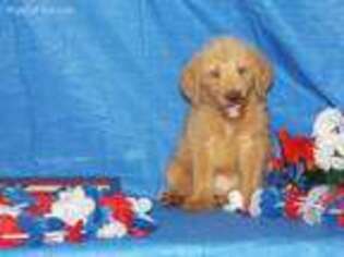 Goldendoodle Puppy for sale in Vandalia, IL, USA