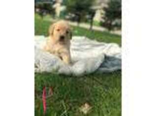 Golden Retriever Puppy for sale in Durand, MI, USA