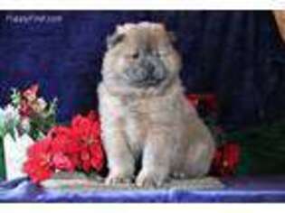 Chow Chow Puppy for sale in Kinzers, PA, USA