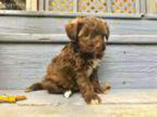 Schnoodle (Standard) Puppy for sale in Eureka Springs, AR, USA