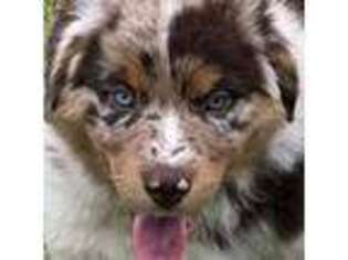 Australian Shepherd Puppy for sale in Magee, MS, USA