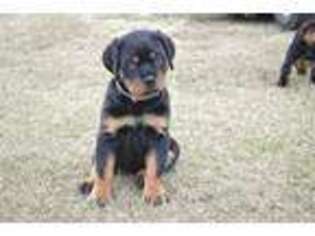 Rottweiler Puppy for sale in Linden, NC, USA