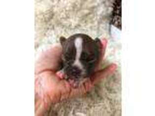 Boston Terrier Puppy for sale in Terrebonne, OR, USA