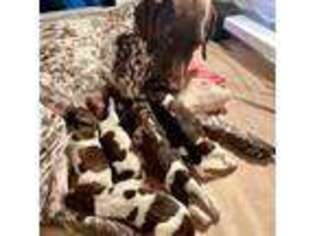 German Shorthaired Pointer Puppy for sale in Kasson, MN, USA