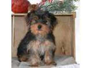 Yorkshire Terrier Puppy for sale in Kalona, IA, USA