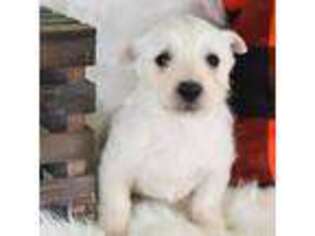 West Highland White Terrier Puppy for sale in Baton Rouge, LA, USA