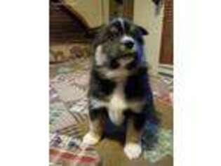 Siberian Husky Puppy for sale in Centerville, IA, USA