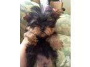 Yorkshire Terrier Puppy for sale in COLFAX, CA, USA