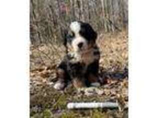 Bernese Mountain Dog Puppy for sale in Harrison, MI, USA