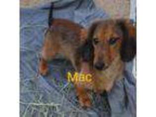 Dachshund Puppy for sale in Paso Robles, CA, USA