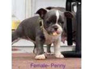 French Bulldog Puppy for sale in Holiday, FL, USA
