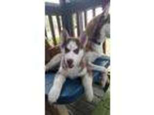 Siberian Husky Puppy for sale in Pinellas Park, FL, USA